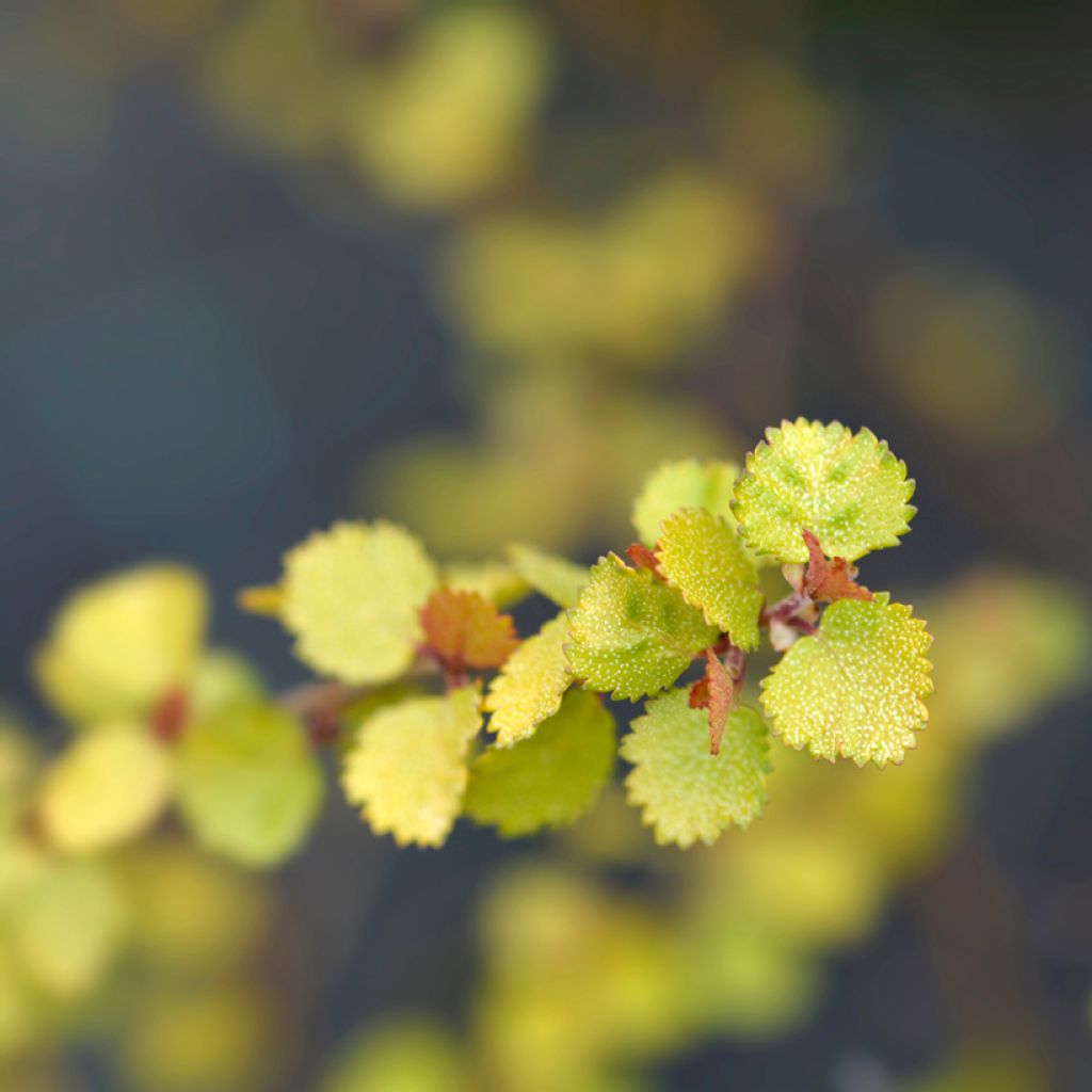 Betula nana Golden Treasure - Zwerg-Birke