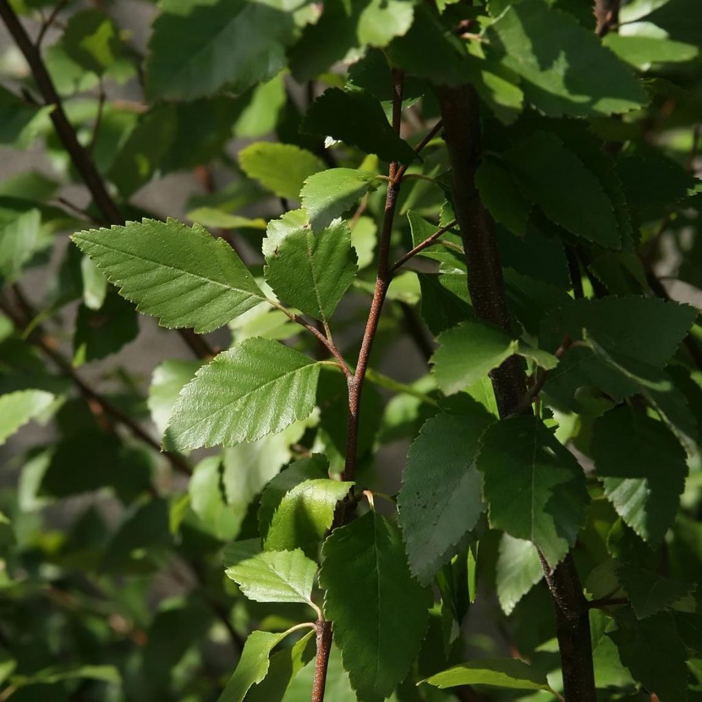 Betula nigra - Schwarz-Birke