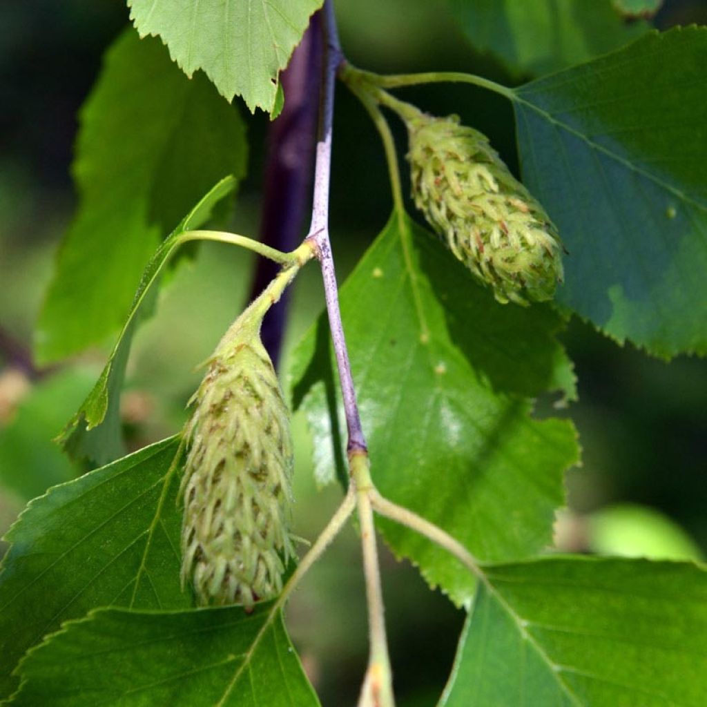 Betula nigra - Schwarz-Birke