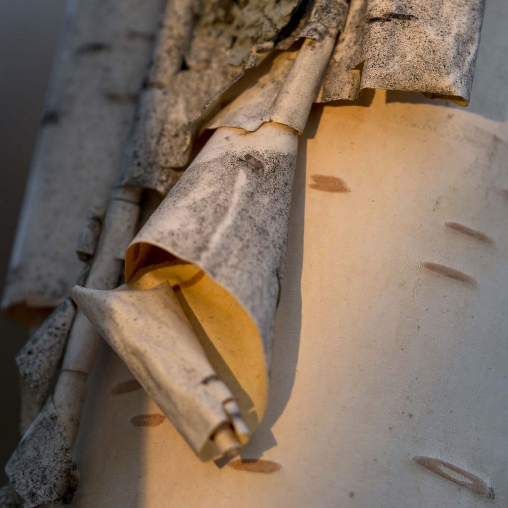 Betula papyrifera - Papier-Birke