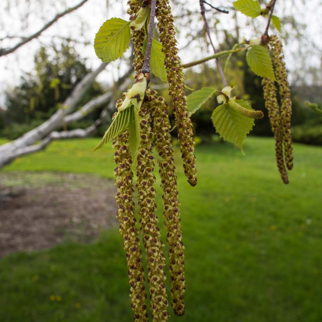 Betula papyrifera - Papier-Birke