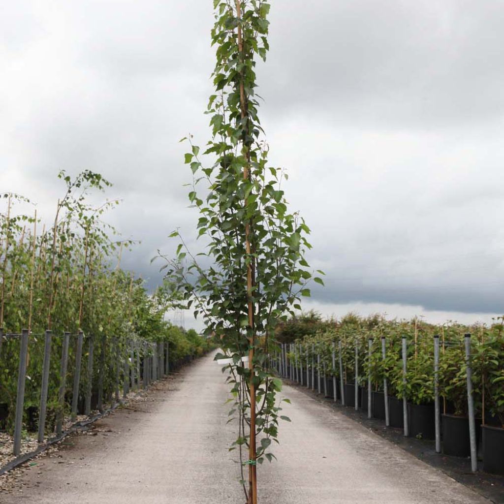 Betula pendula Fastigiata - Hänge-Birke