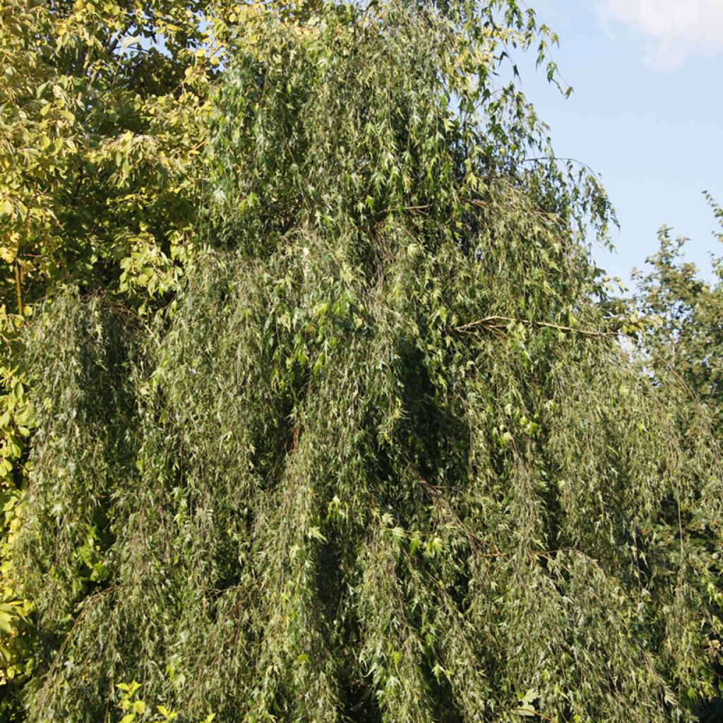 Betula pendula Gracilis - Hänge-Birke