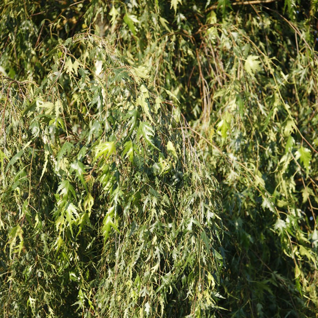 Betula pendula Gracilis - Hänge-Birke