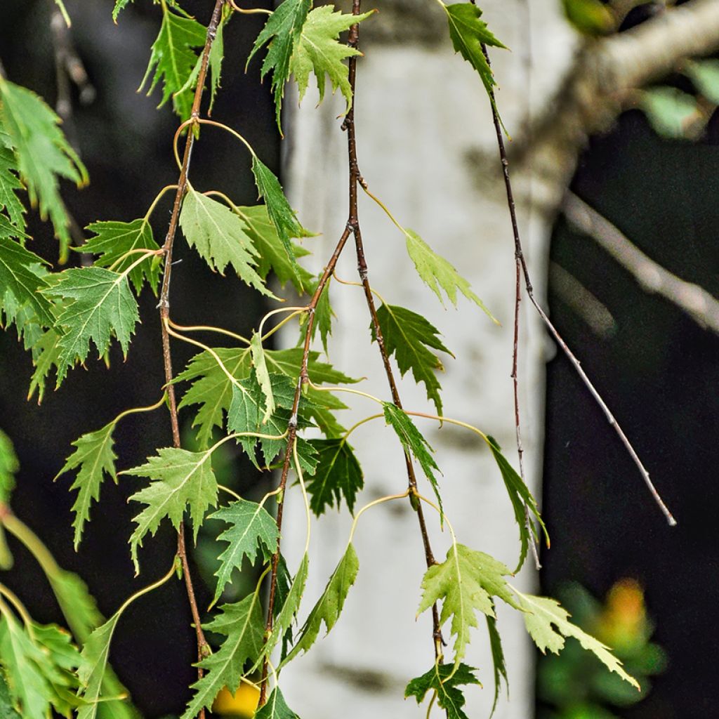 Betula pendula Gracilis - Hänge-Birke