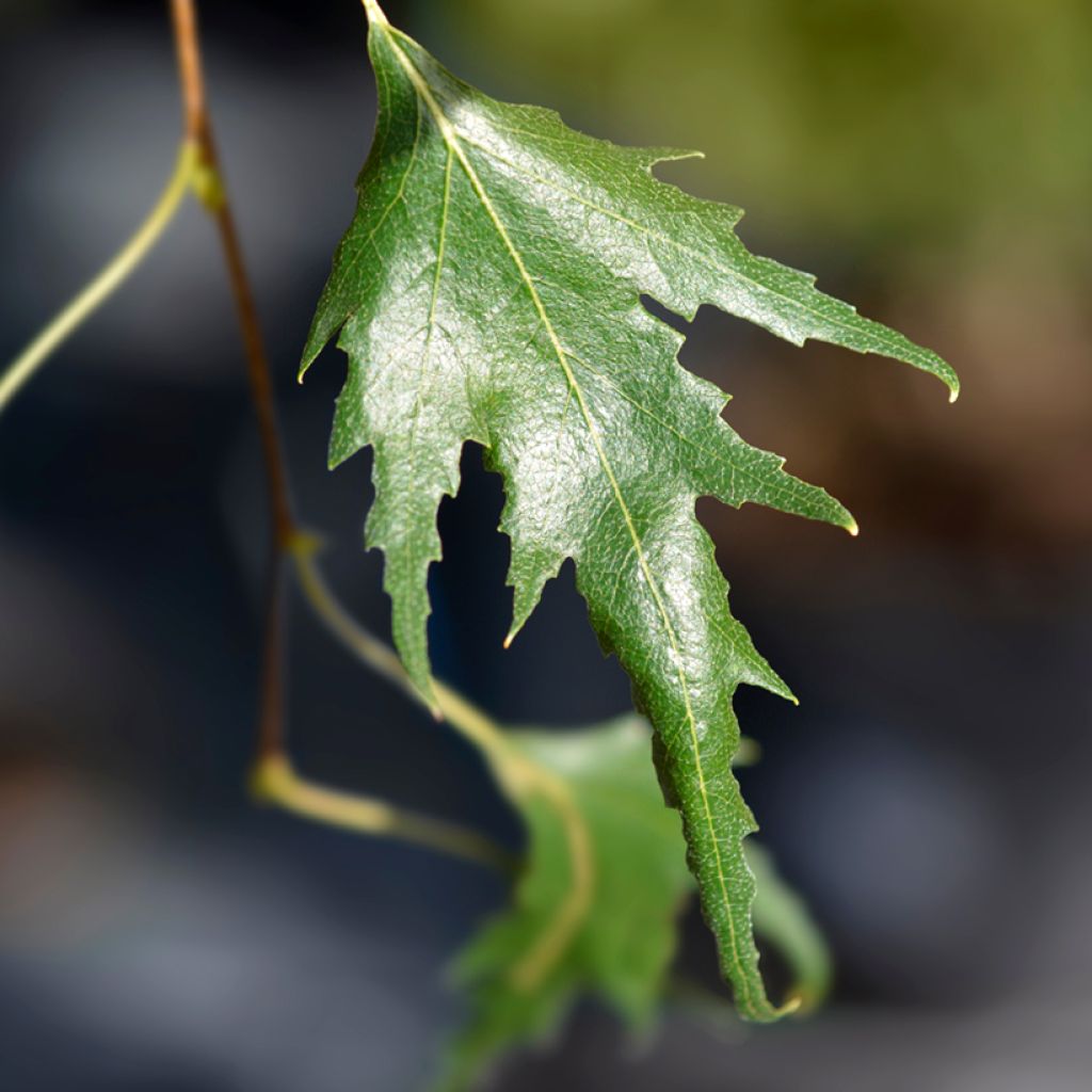 Betula pendula Gracilis - Hänge-Birke