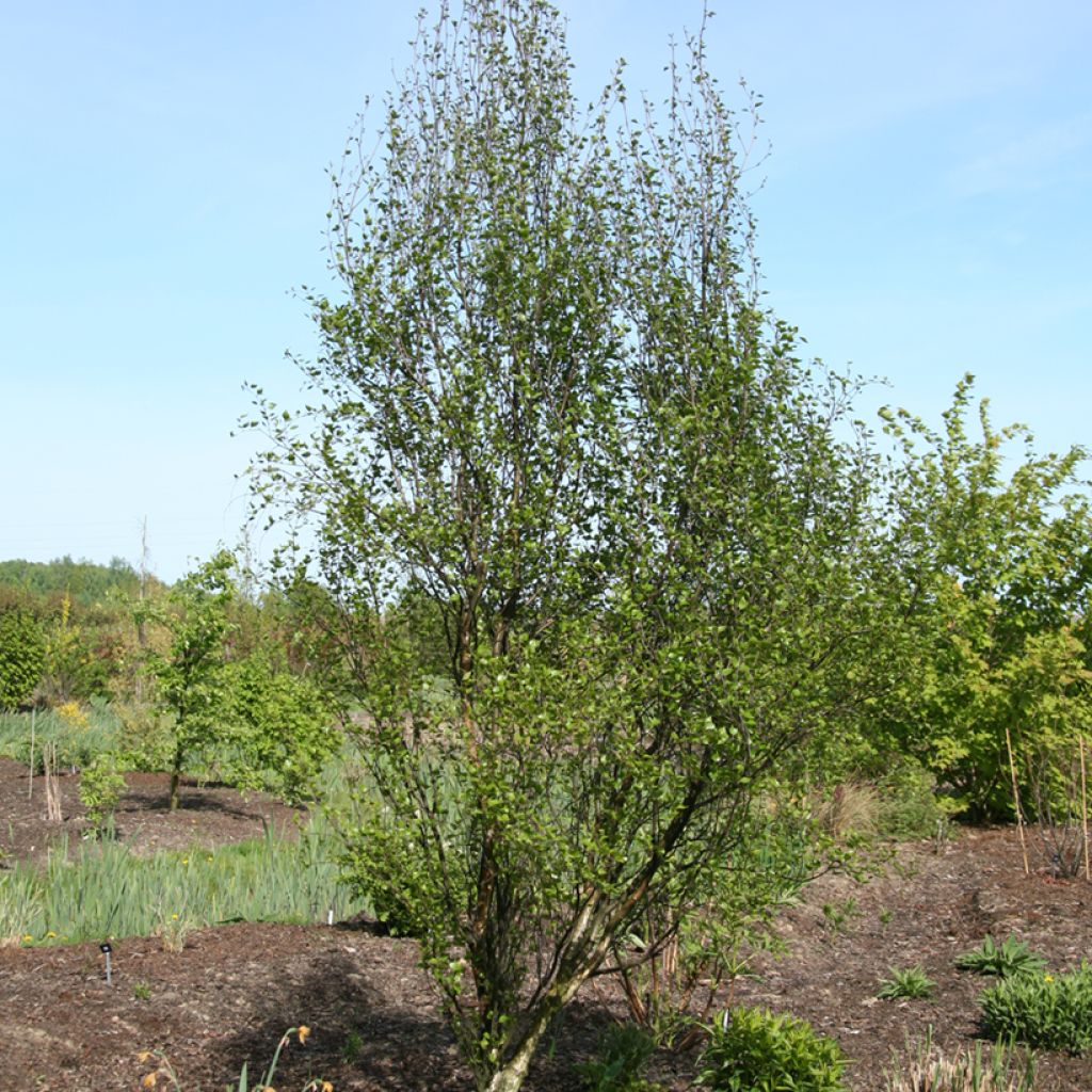 Betula pendula Obelisk - Hänge-Birke