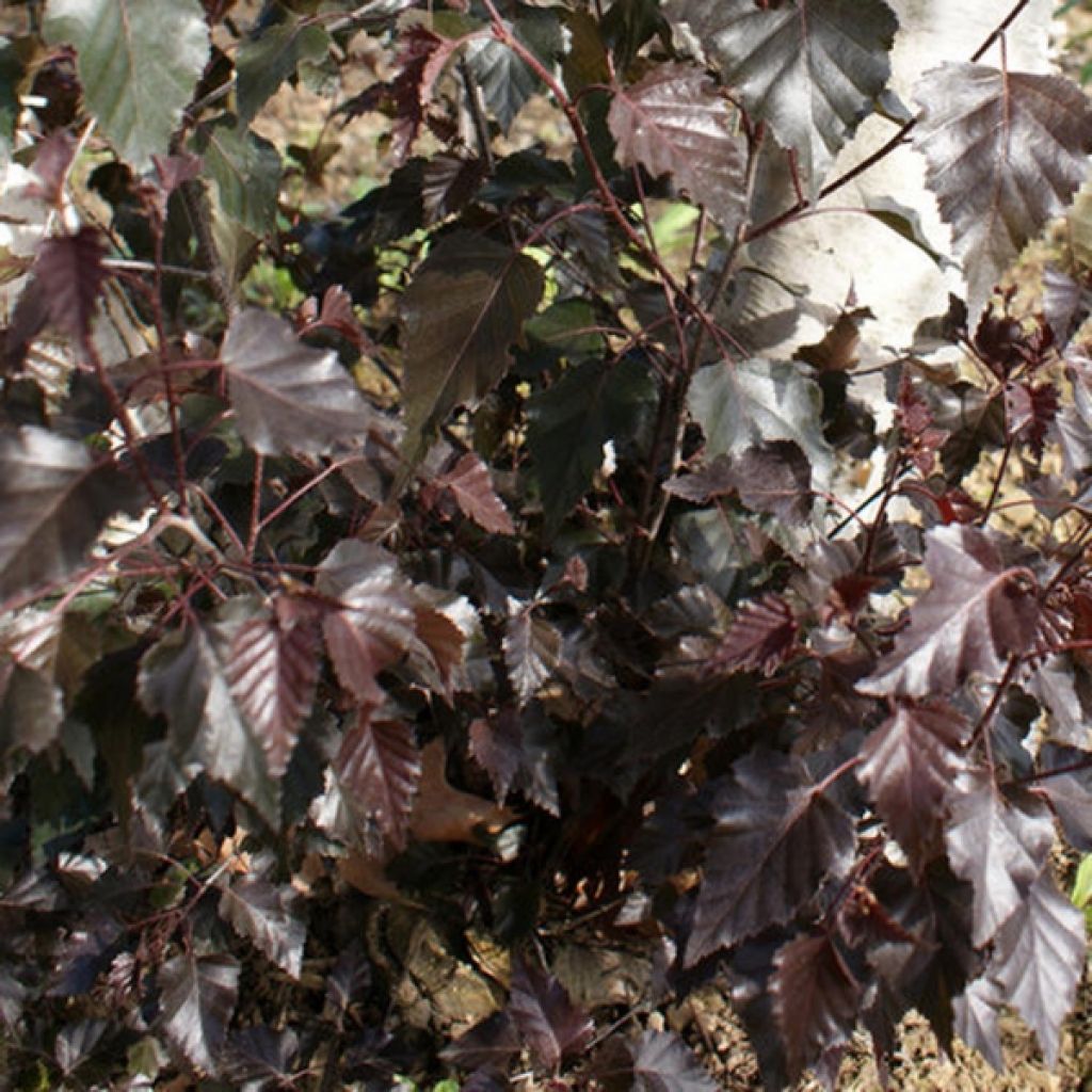 Betula pendula Royal Frost ou Crimson Frost - Hänge-Birke