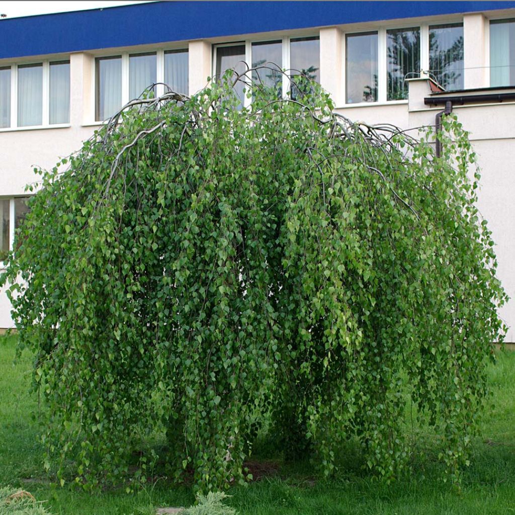 Betula pendula Youngii - Hänge-Birke