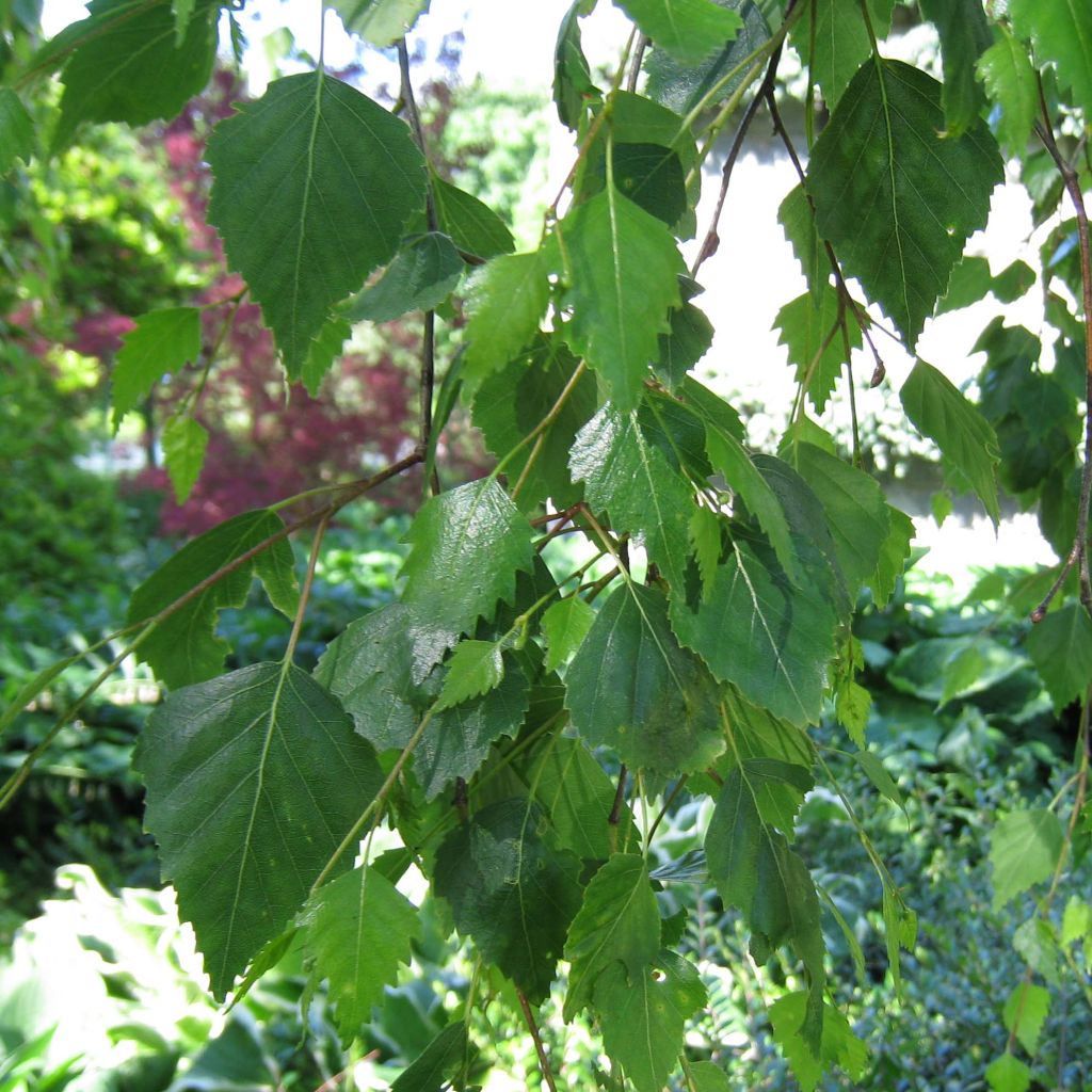 Betula pendula Youngii - Hänge-Birke