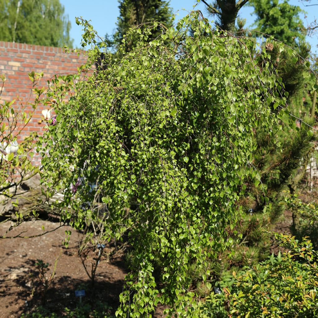 Betula pendula Zöld Szakáll - Hänge-Birke