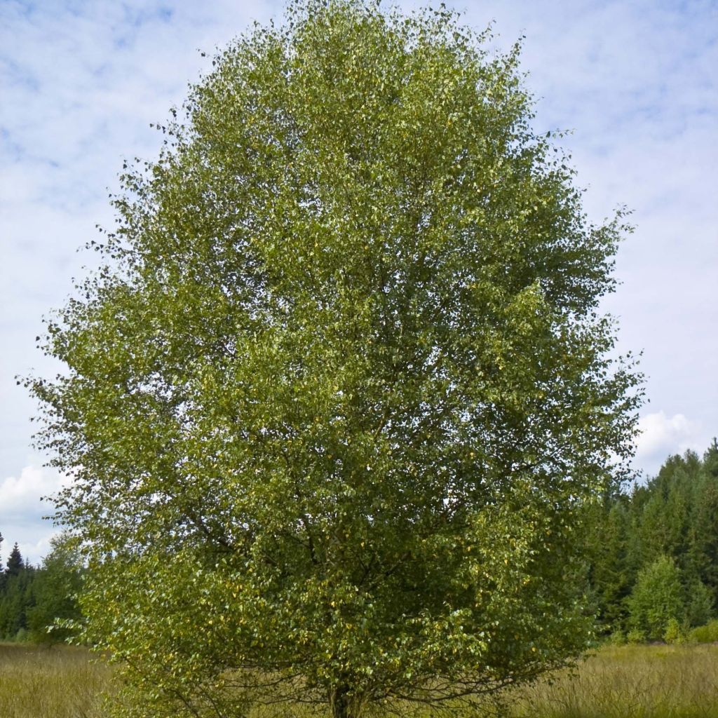 Betula pubescens - Moor-Birke