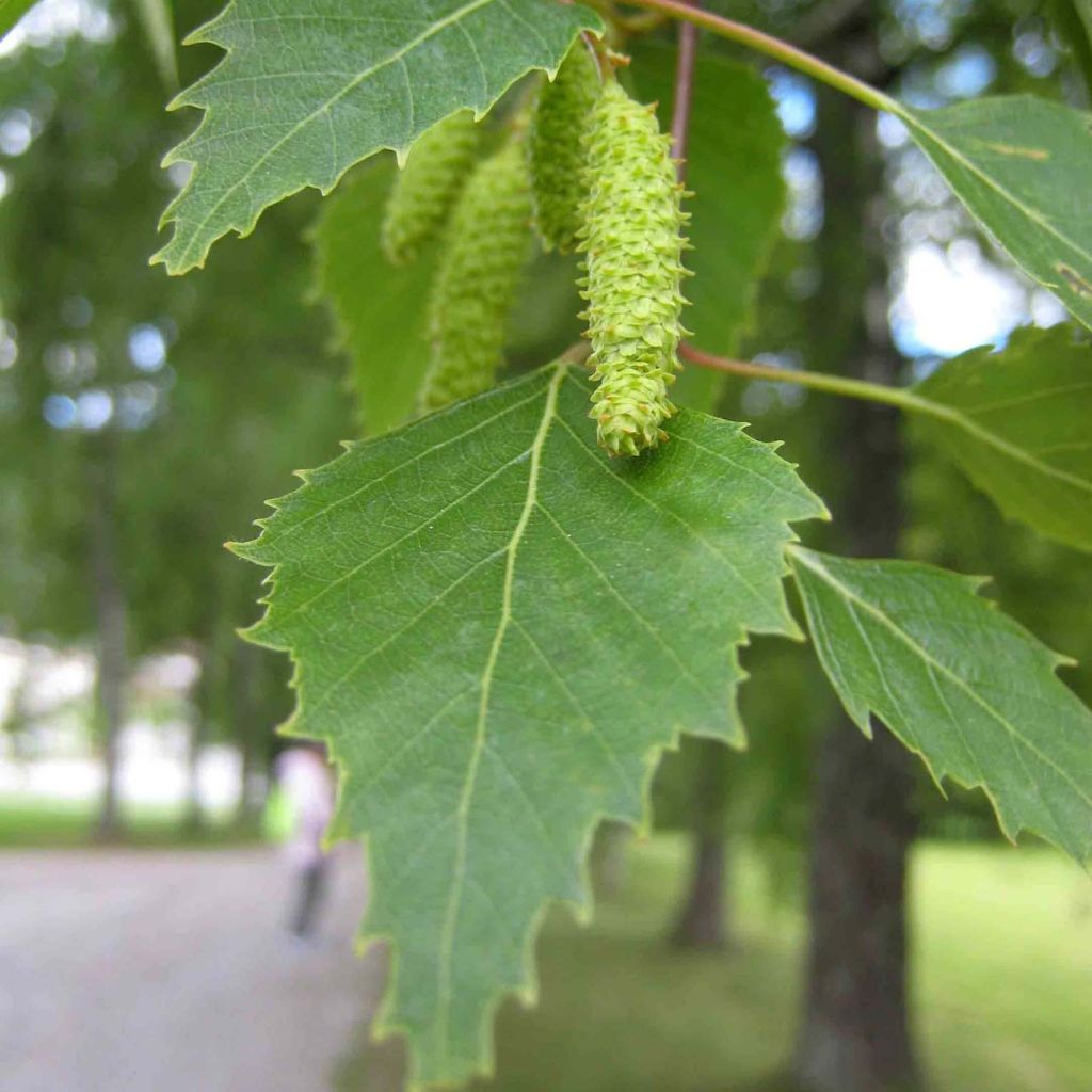 Betula pubescens - Moor-Birke