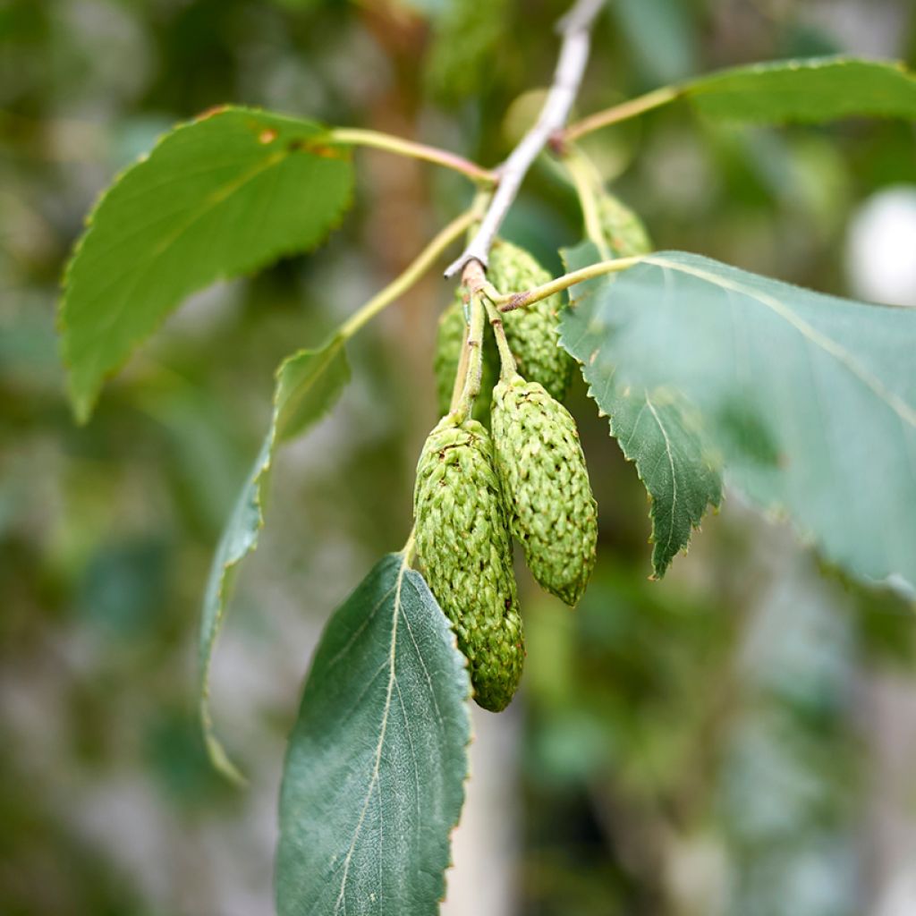 Betula pubescens - Moor-Birke