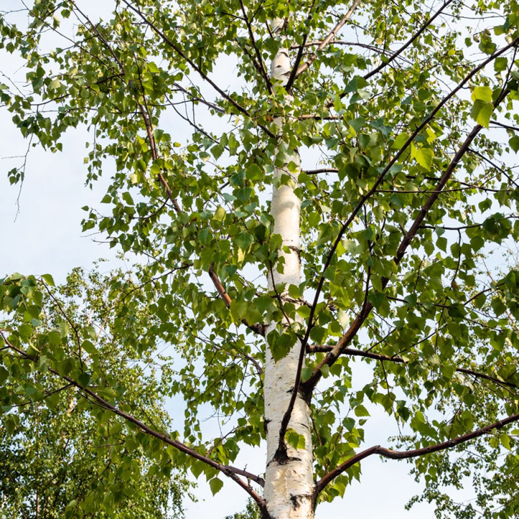 Betula pubescens - Moor-Birke