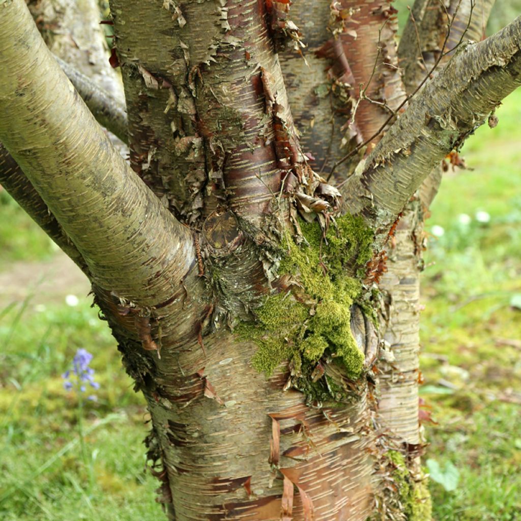 Himalaya-Birke - Betula utilis var. prattii