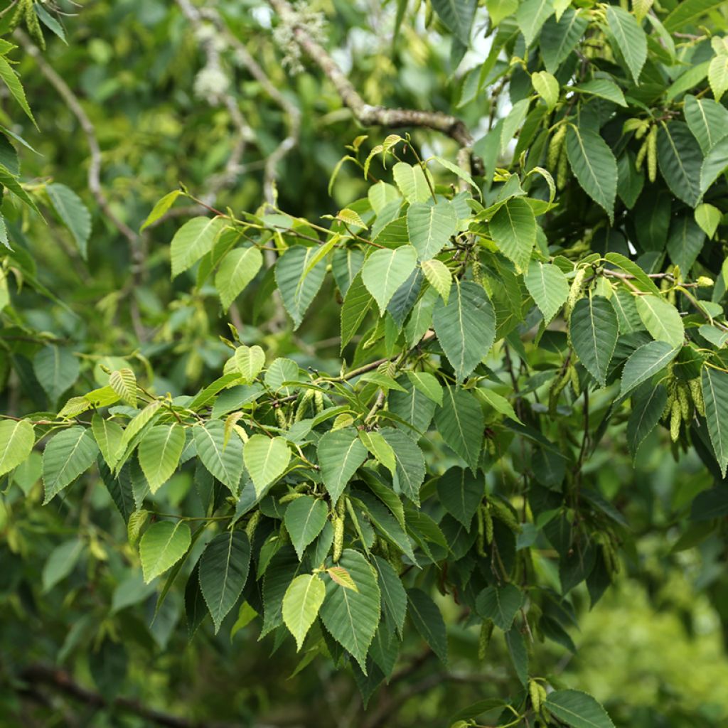 Himalaya-Birke - Betula utilis var. prattii