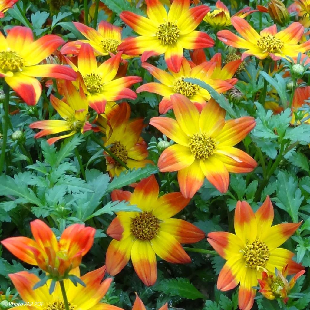 Bidens Beedance Painted Red - Zweizahn