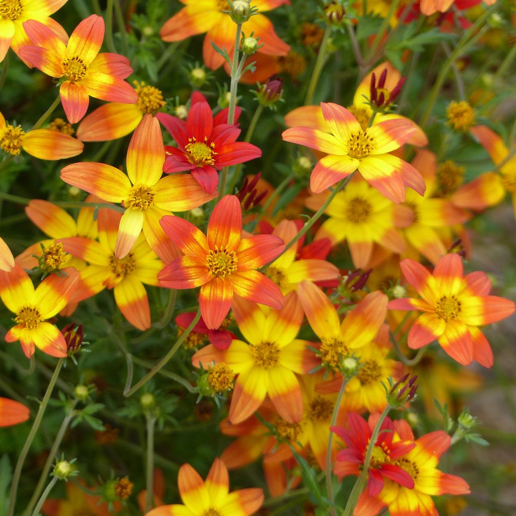 Bidens Campfire Fireburst - Zweizahn