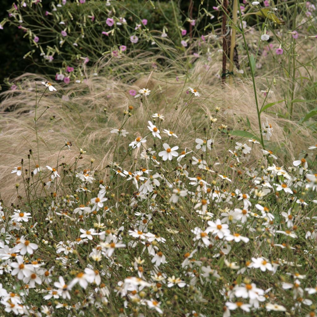 Bidens ferulifolia Pirate's Pearl - Zweizahn