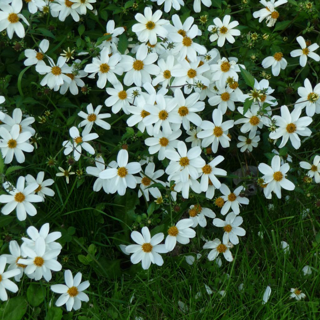 Bidens ferulifolia Pirate's Pearl - Zweizahn