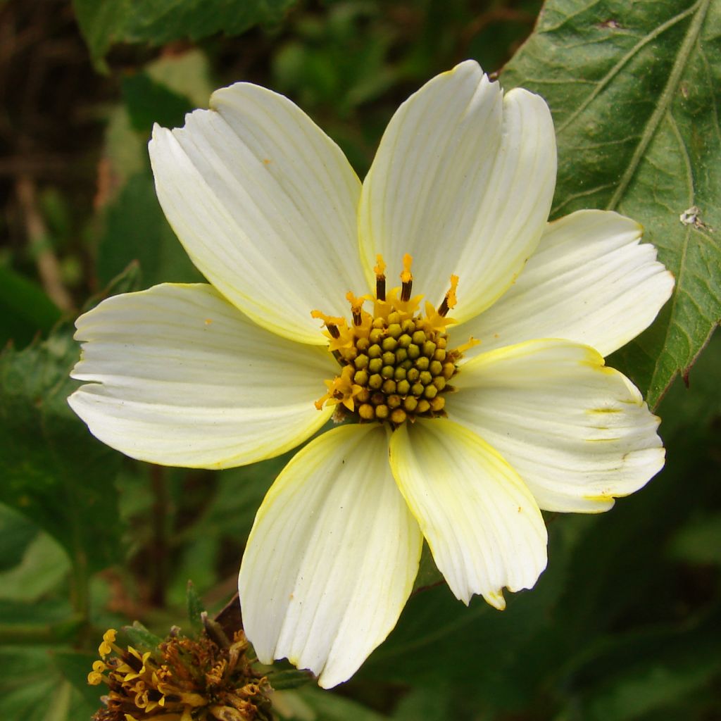 Bidens heterophylla aurea - Zweizahn