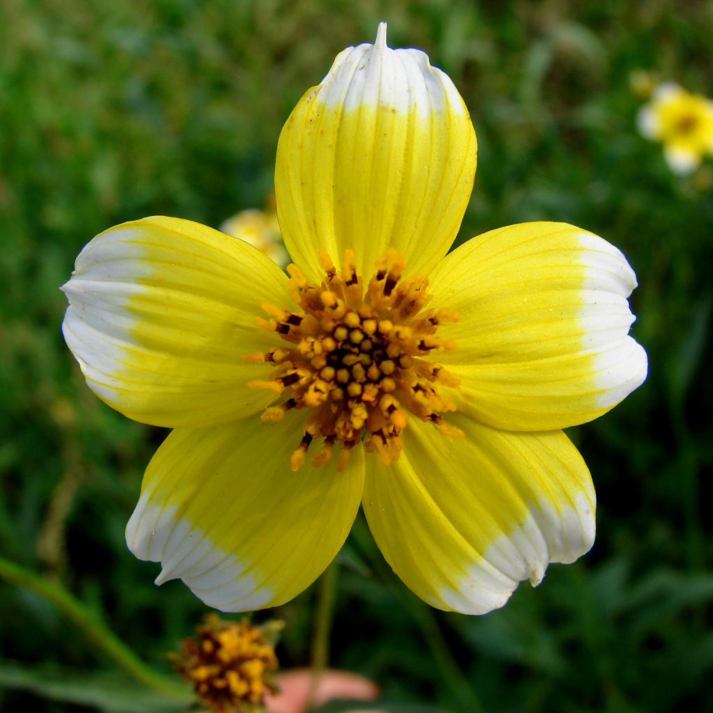 Bidens heterophylla Halney's Lemon Drop - Zweizahn