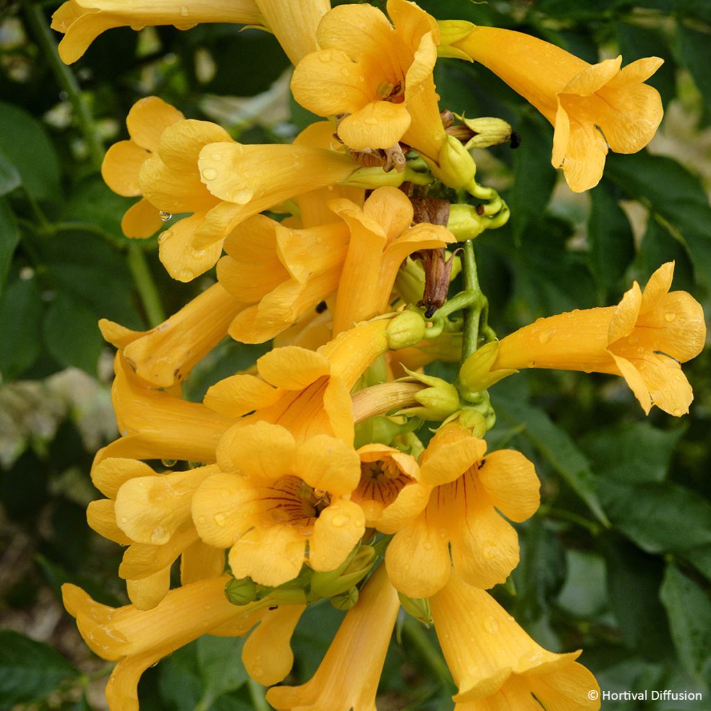 Campsis tagliabuana Golden Trumpet - Große Klettertrompete