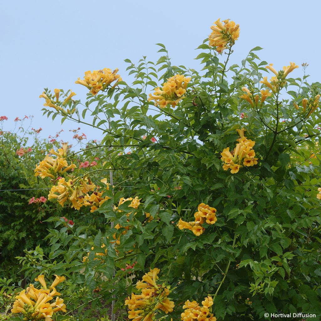 Campsis tagliabuana Golden Trumpet - Große Klettertrompete