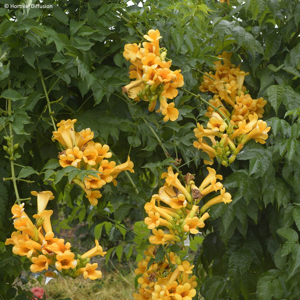 Campsis tagliabuana Golden Trumpet - Große Klettertrompete