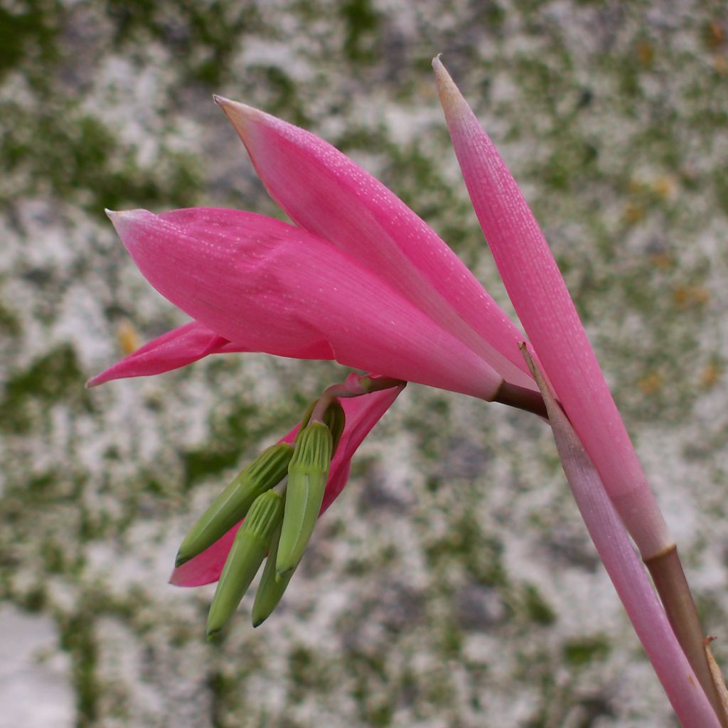 Billbergia nutans - Billbergia à fleurs penchées.