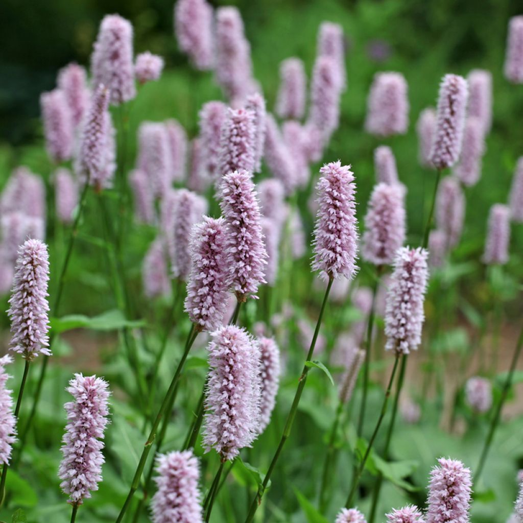 Schlangenwurz - Bistorta officinalis