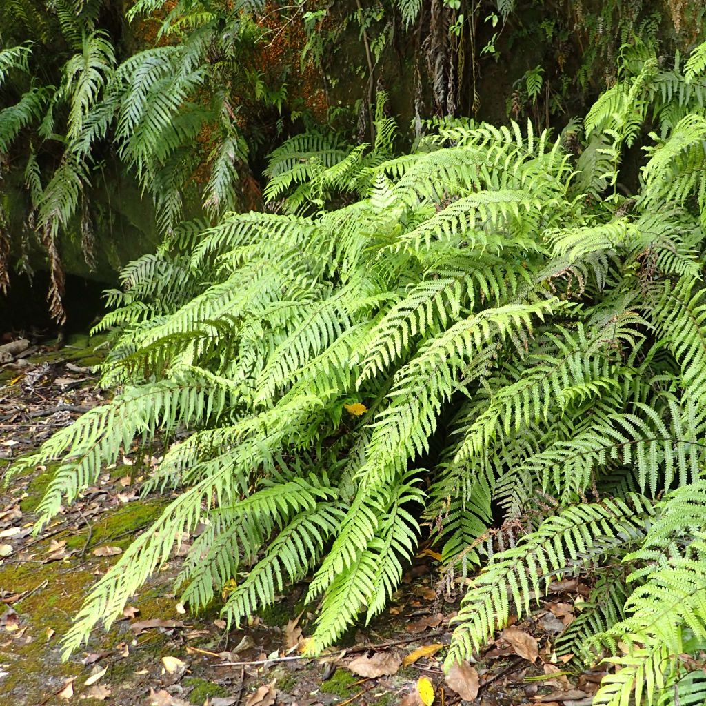 Blechnum novae-zelandiae - Neuseeland-Kammfarn