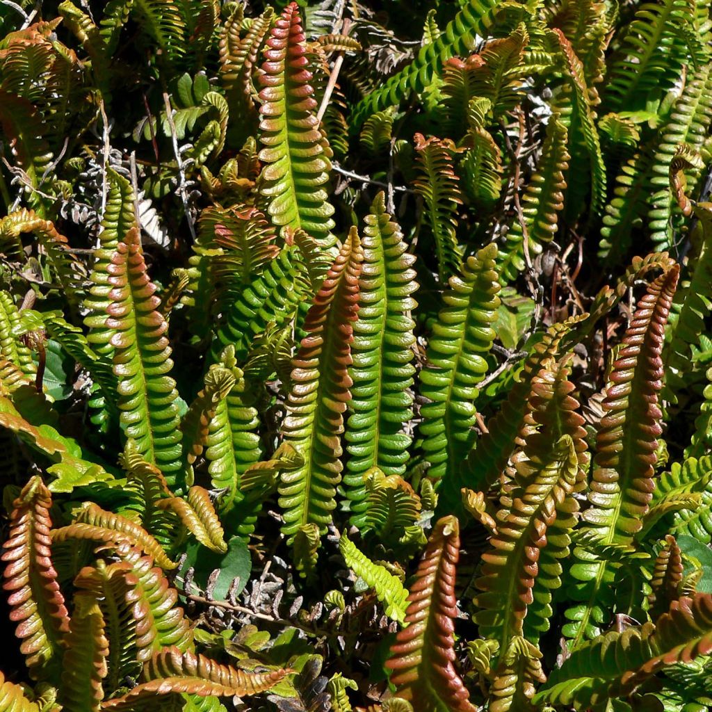 Blechnum penna-marina - Fougère