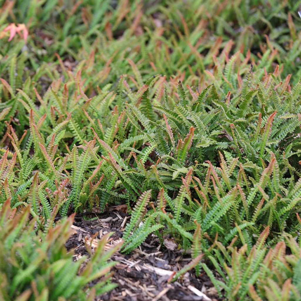 Blechnum penna-marina - Fougère