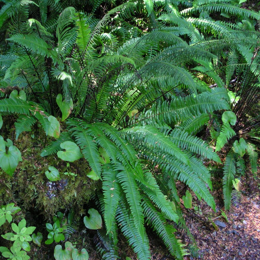 Blechnum spicant, Fougère