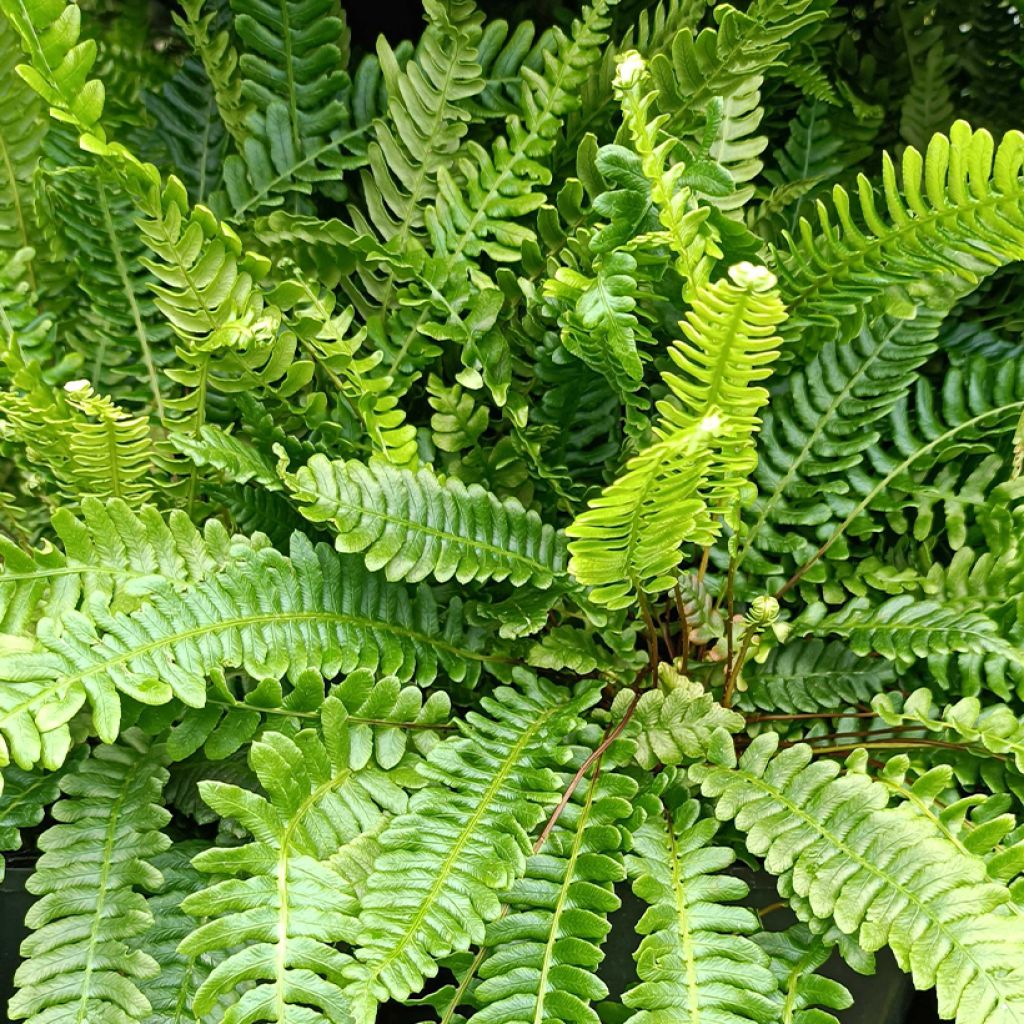 Blechnum spicant - Rippenfarn