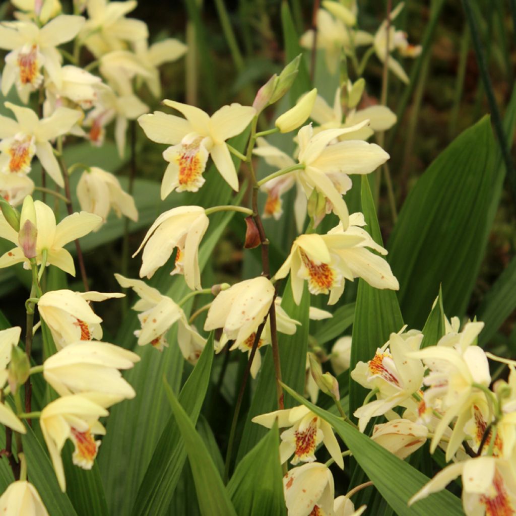 Bletilla ochracea - Gelbe Japanorchidee