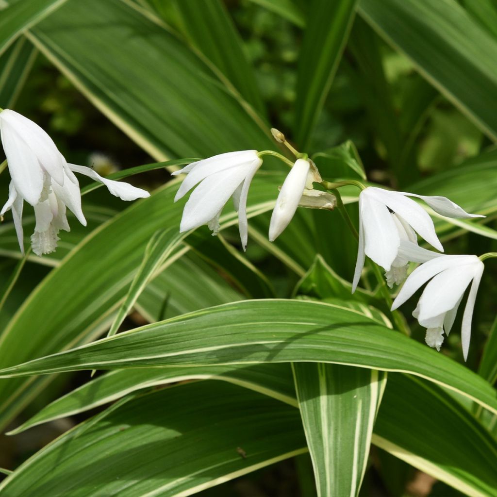 Bletilla striata Alba - Japanorchidee