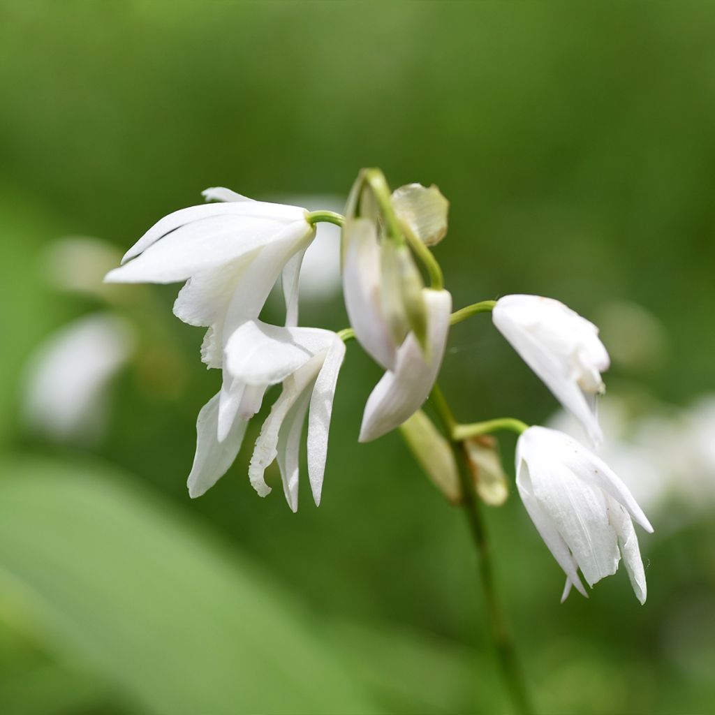 Bletilla striata Alba - Japanorchidee