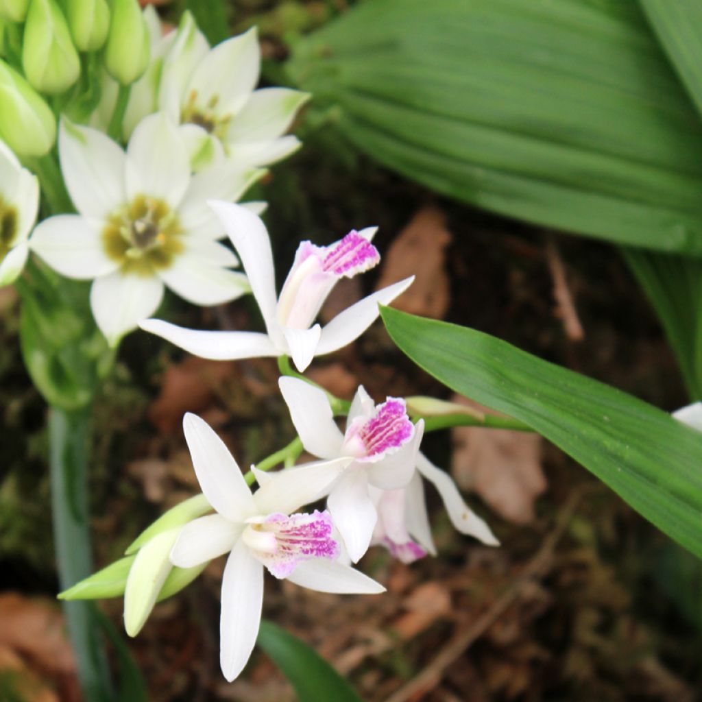 Bletilla striata Alba - Japanorchidee