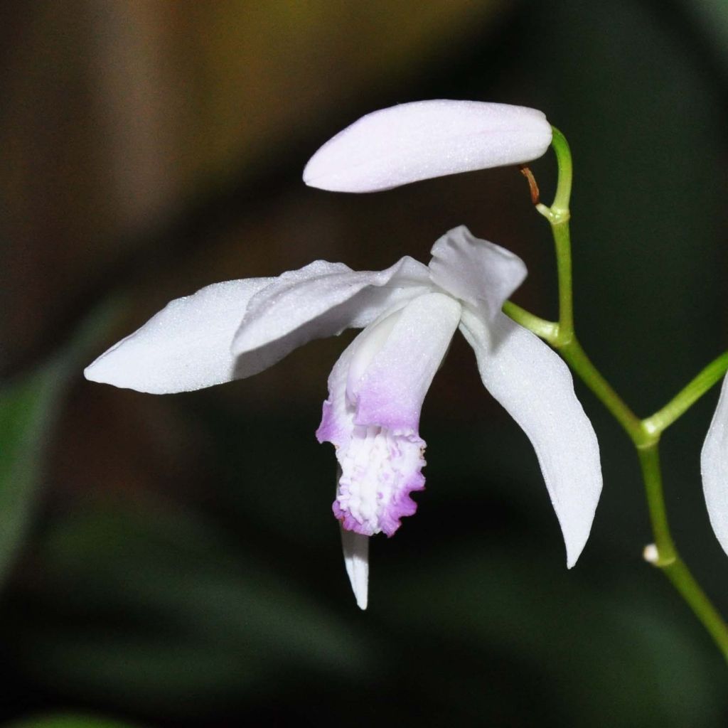 Bletilla striata Kuchi-beni - Japanorchidee