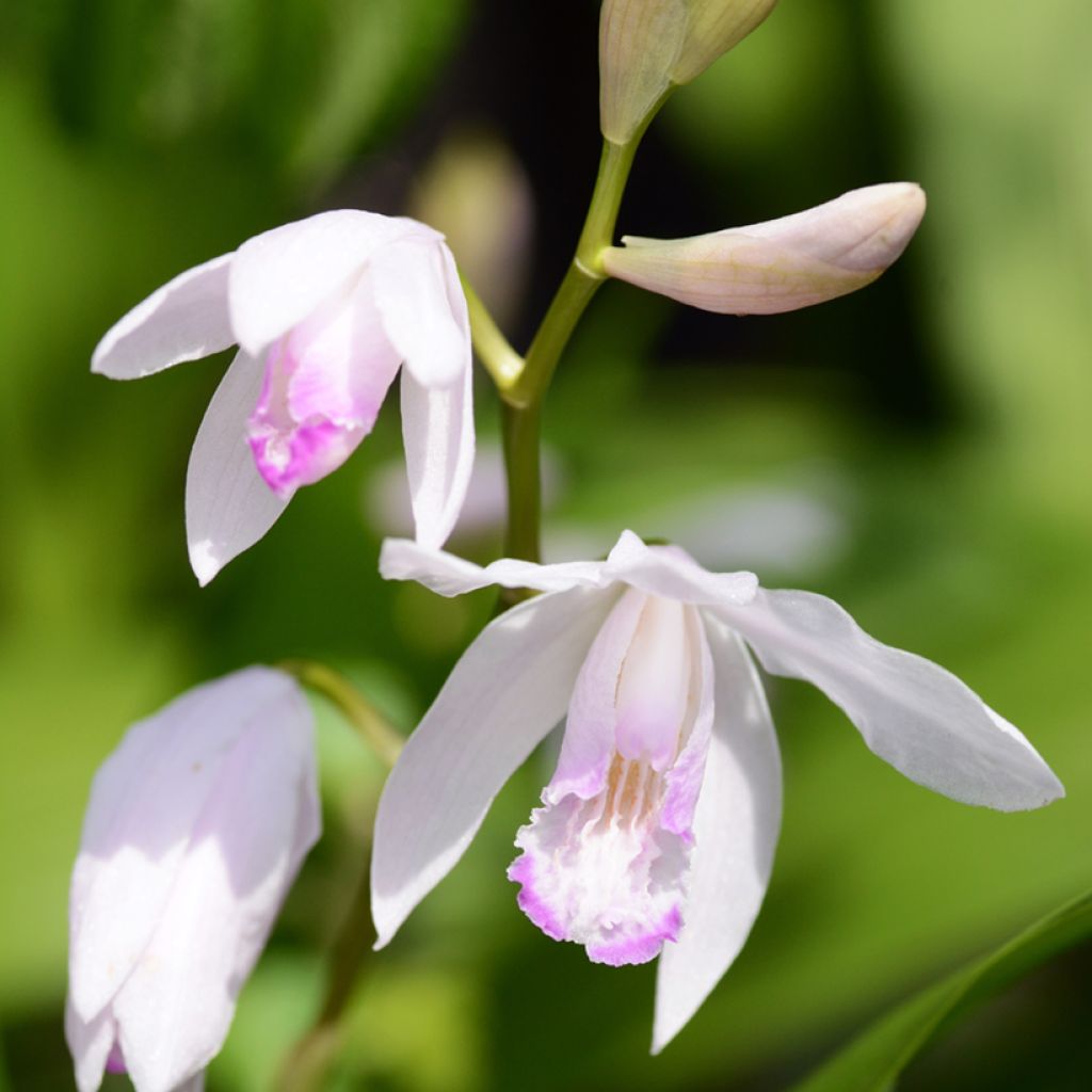 Bletilla striata Kuchi-beni - Japanorchidee