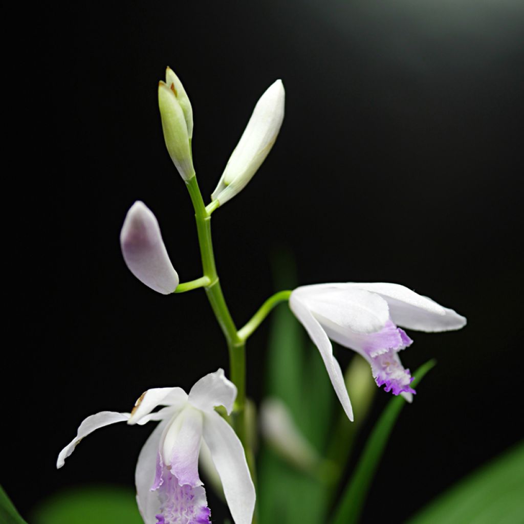 Bletilla striata Kuchi-beni - Japanorchidee