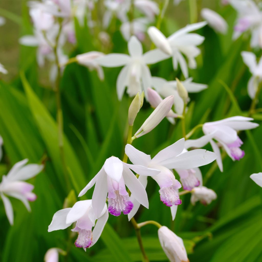 Bletilla striata Kuchi-beni - Japanorchidee