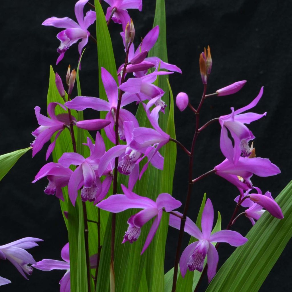 Bletilla striata Marcel Clapdrop - Japanorchidee