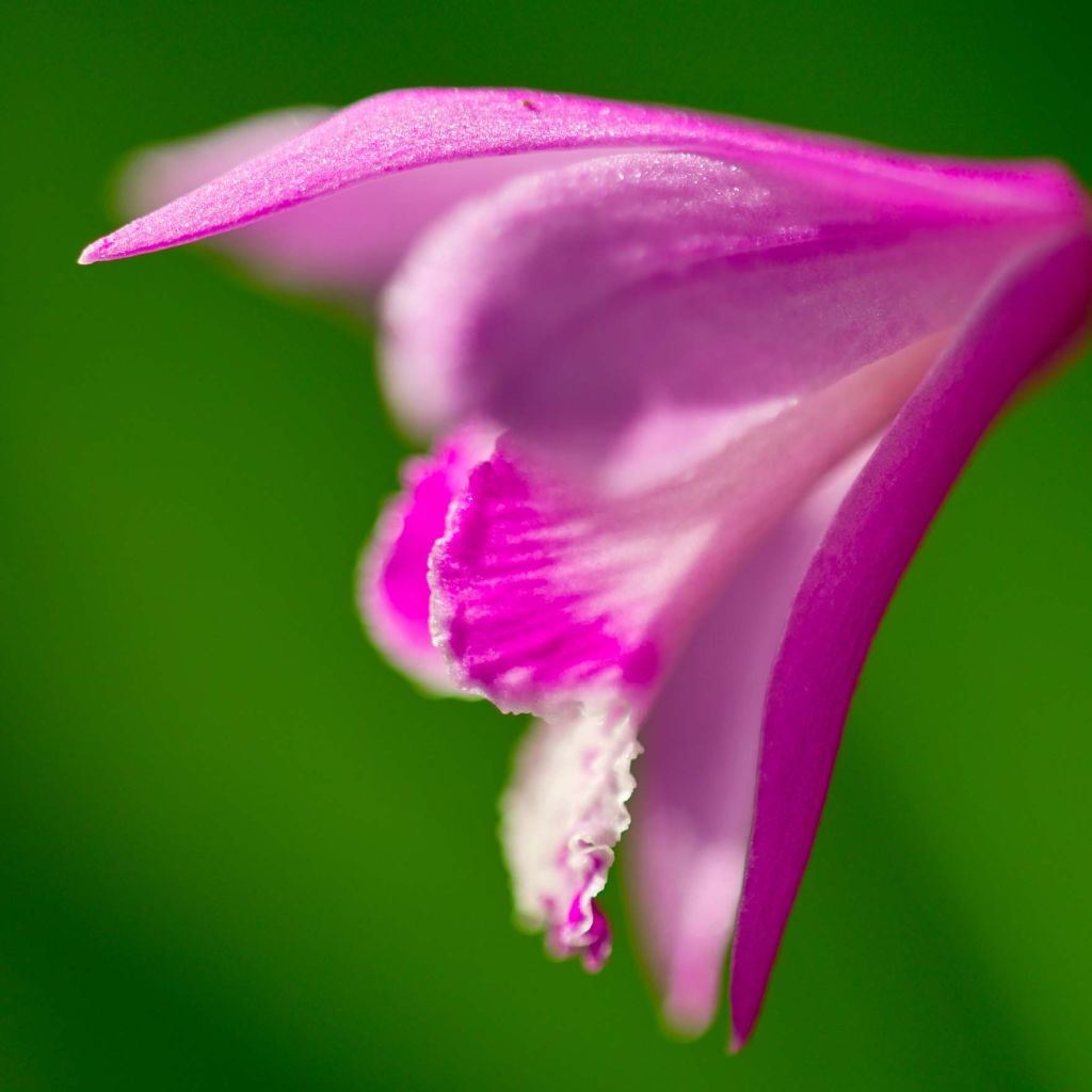 Bletilla striata Shi-ran - Japanorchidee