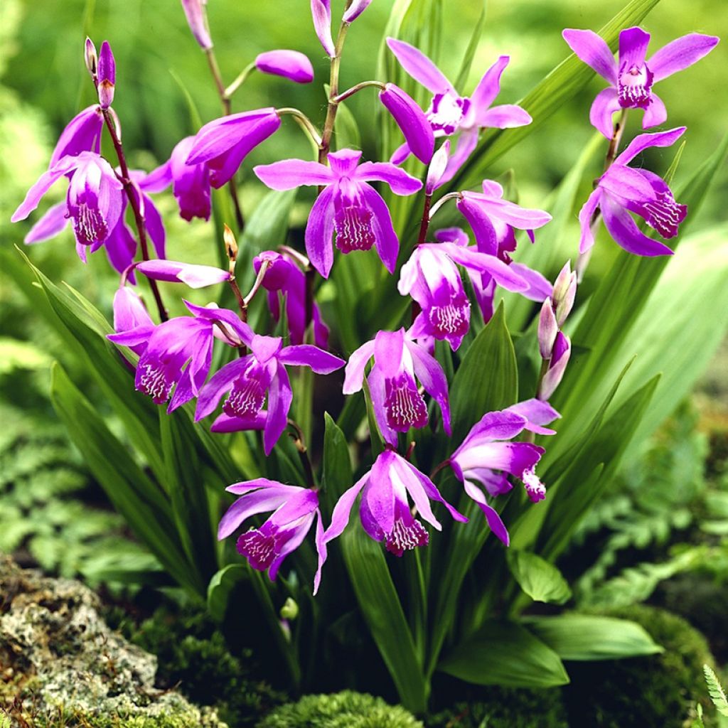 Bletilla striata Purple - Japanorchidee