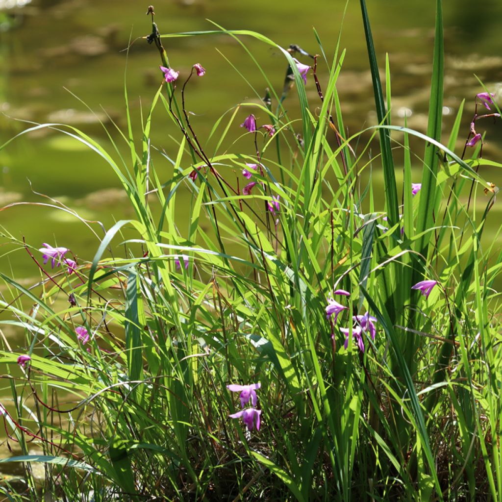 Bletilla striata Purple - Japanorchidee