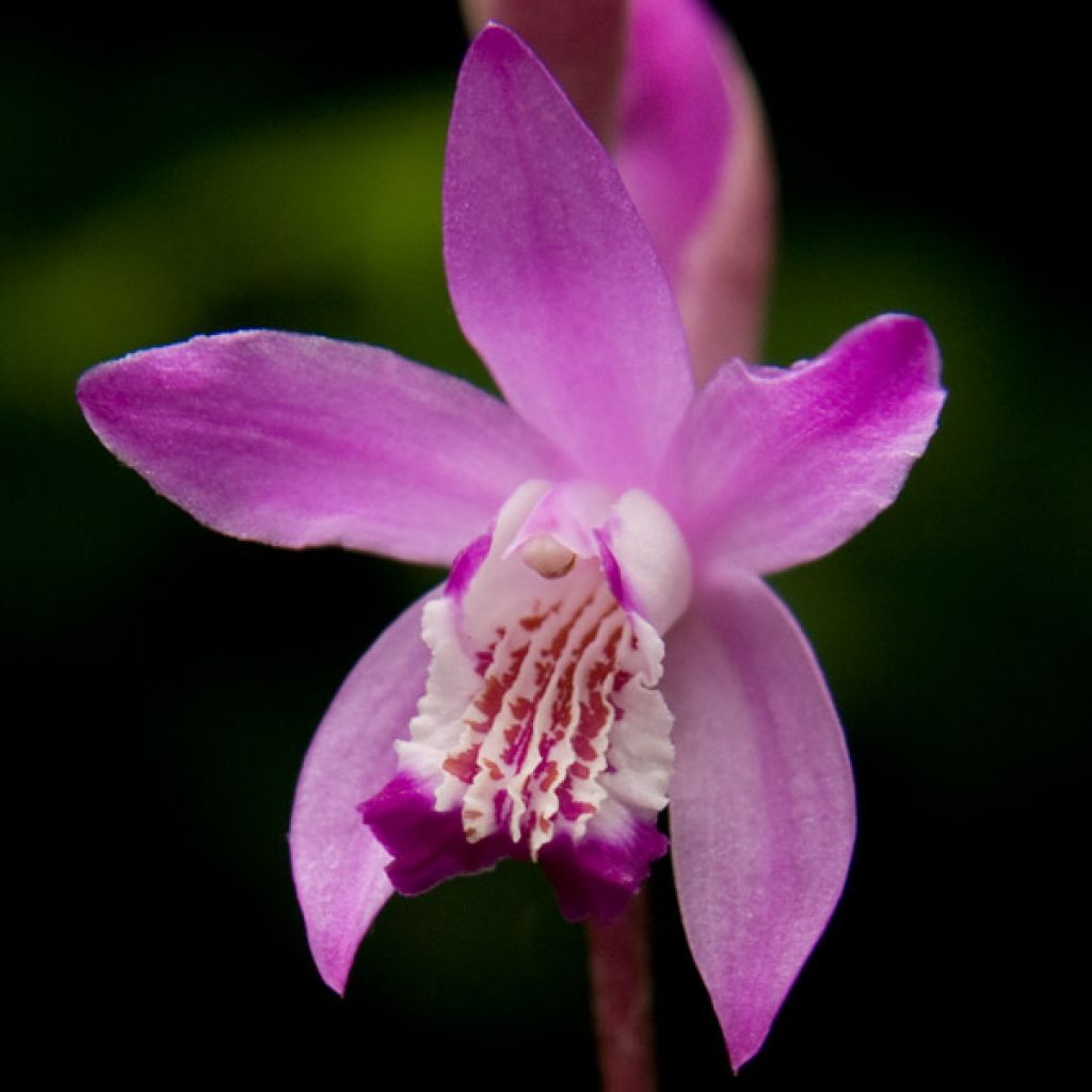 Bletilla striata Pink - Japanorchidee